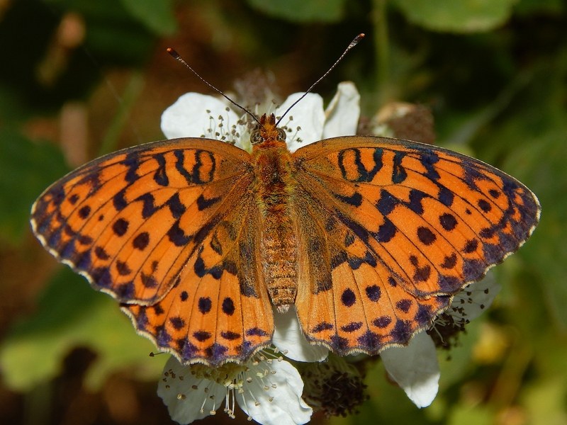 Brentis daphne: parco del ticino